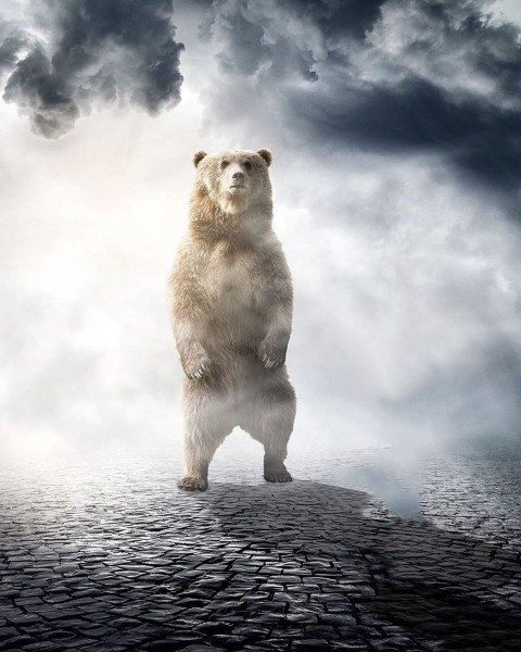 Bear Poster Photo Editing Background Sony Jackson