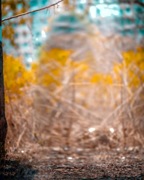 Blur Autumn Forest Tree CB Picsart Background HD Download Free