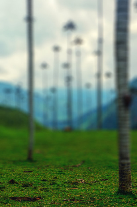 Blur Autumn Tree CB Picsart Background High Resolution Download Free