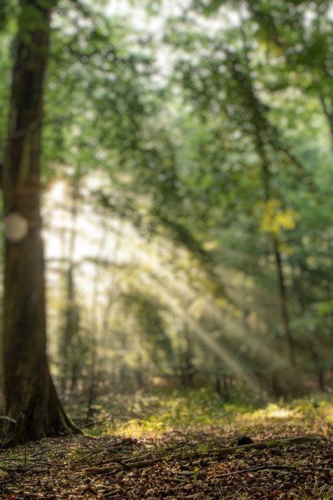 Blur Forest Phone Wallpaper For CB Picsart Background New