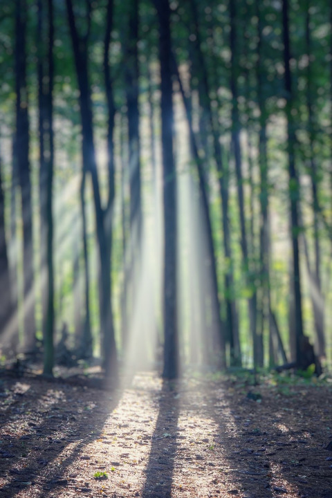 Blur Forest Phone Wallpaper For CB Picsart Background Pic