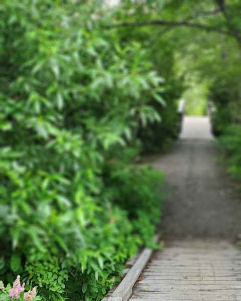 Blur Garden Photo Editing Background Download