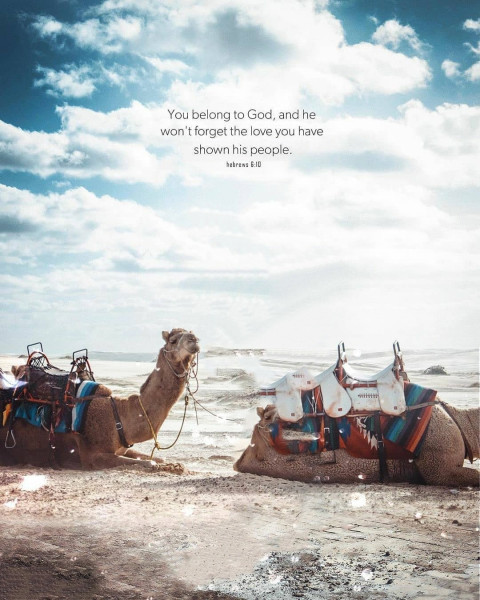 Camel Photo Editing Background Full Hd