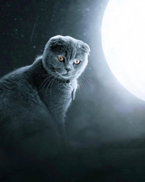 Cat CB PicsArt Photo Editing Background Full HD