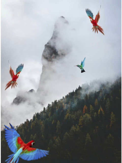 Colourful Birds Picsart Editing Background