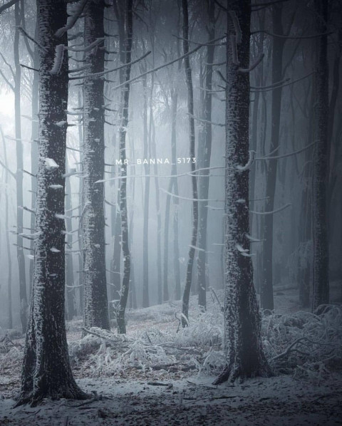 Creative Tree Photo Editing Background Full Hd Picsart