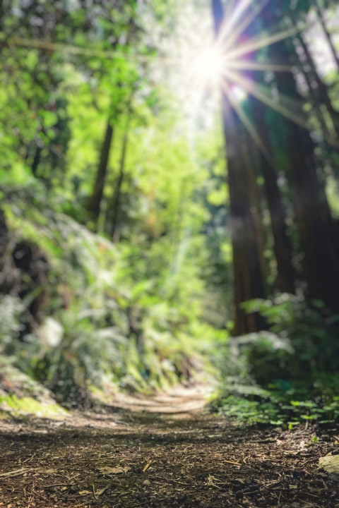 Dslr Blur Photo Editing Cb Background Download Free Pics