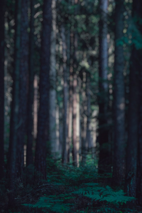Forest CB Background For Photoshop Pisart Photo Editing Pic