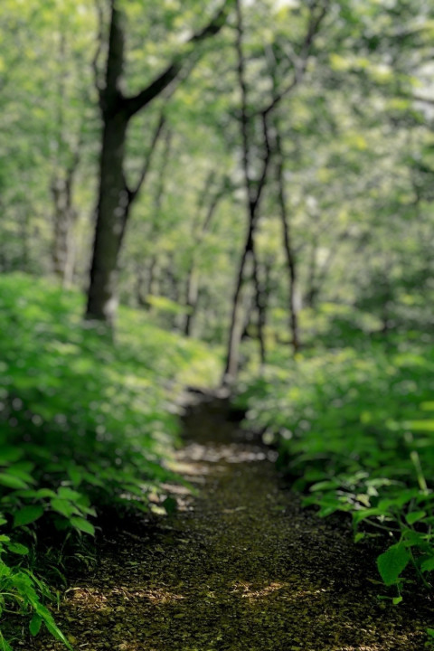 Forest DSLR Editing Background Download For PicsArt Pics