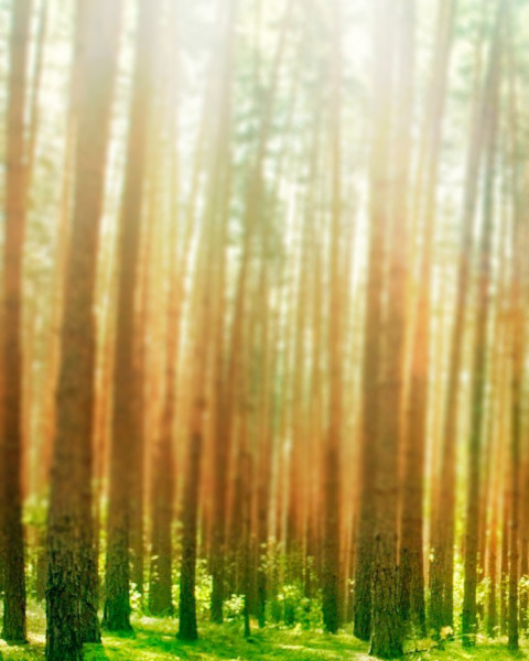Forest Nature Background For CB Photoshop Editing HD