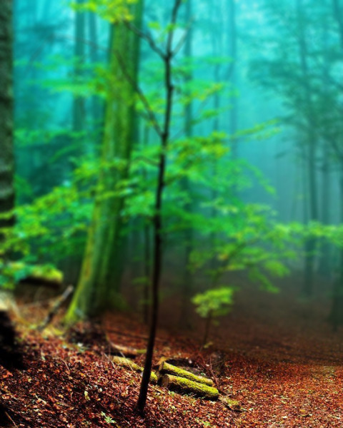 Forest Nature Background For CB Photoshop Editing New