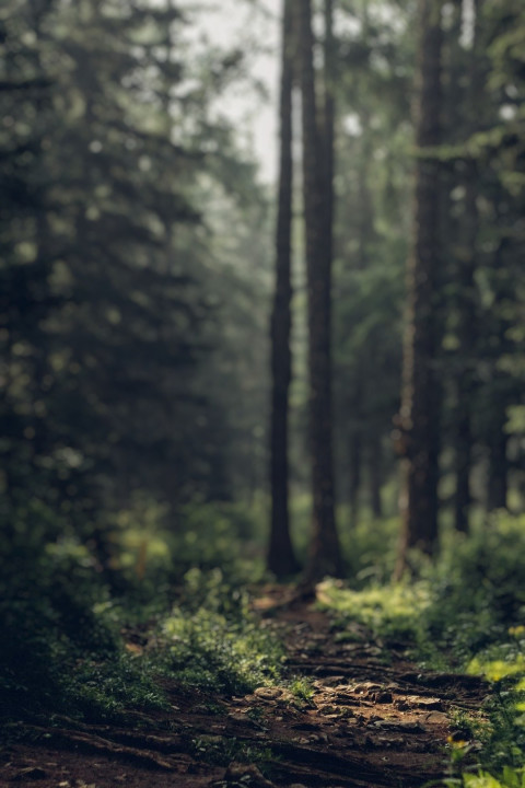 Forest Phone CB Wallpaper For Photoshop Pisart Editing New