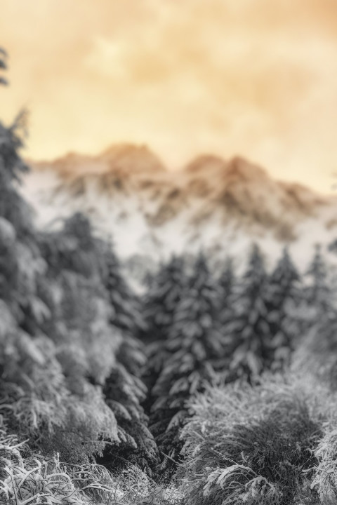 Forest Phone CB Wallpaper For Photoshop Pisart Editing Pics