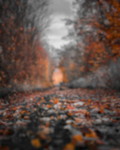Forest Photoshop Nature Background HD Downloaad For CB Editing Free