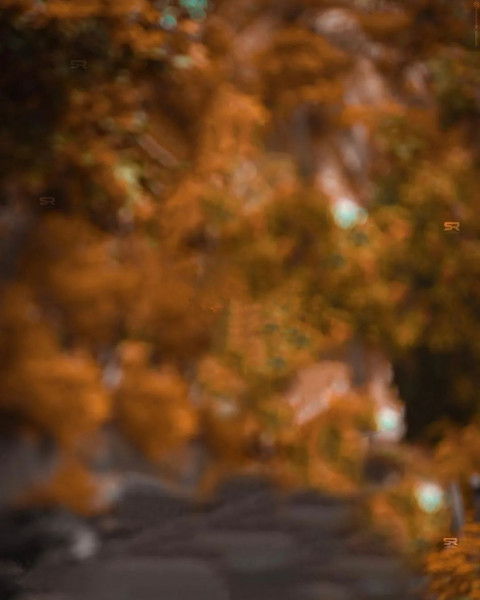 Forest Snapseed Background For CB Photo Editing