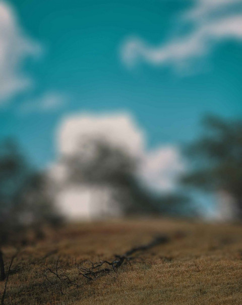 Forest Snapseed Background Full HD Download Free