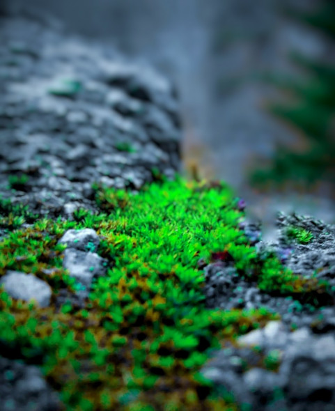 Grass CB Photo Editing Full HD Background Images