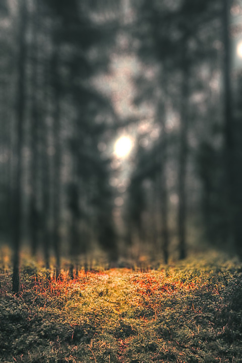 Highway Road Green Forest CB Picsart Background HD Free
