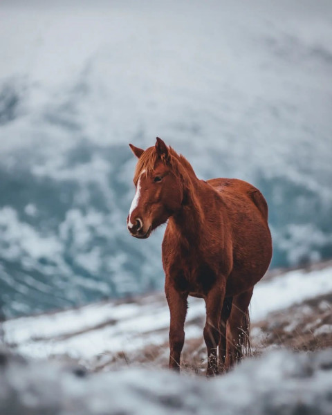 Horse Viral Editing Background for PicsArt And Photoshop