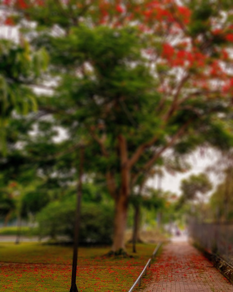 Nature Blur Garden Picsart Editing Background Free