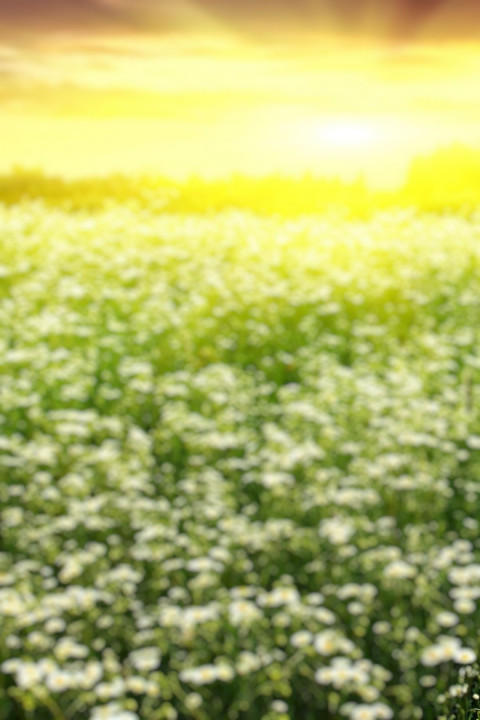 Nature Cb Background HD For Picsart Photo Editing New