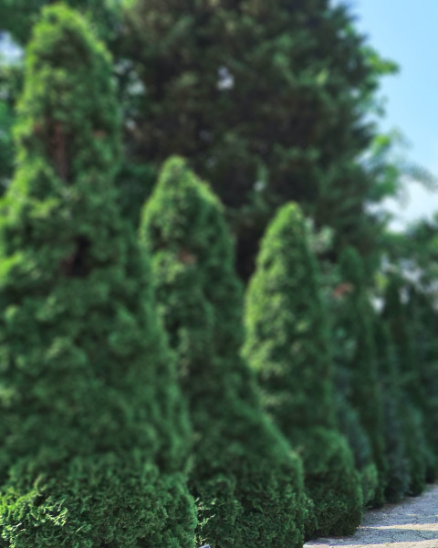Nature Green Garden Photo Editing Background