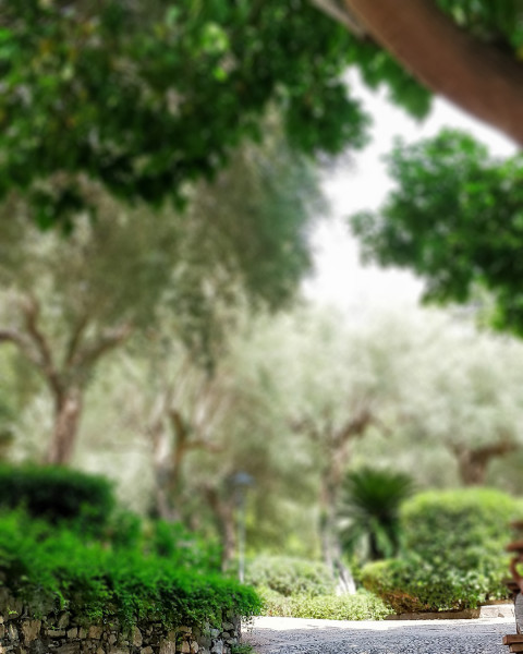 Nature Green Garden Photo Editing Background Free