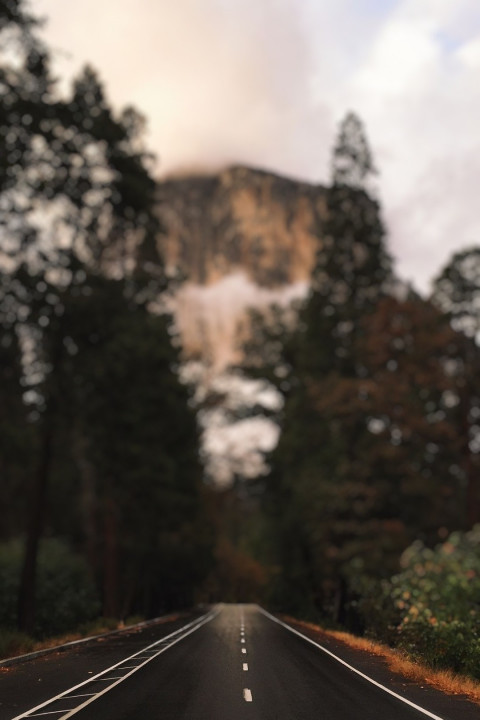 Photoshop CB Forest Blur Background Download  New