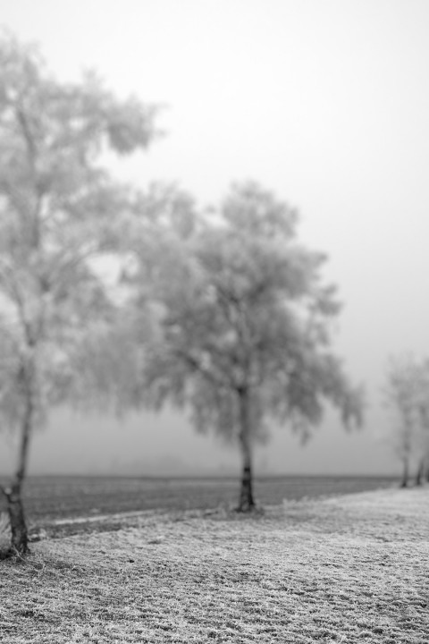 Photoshop Nature Editing Cb Background Downlaod
