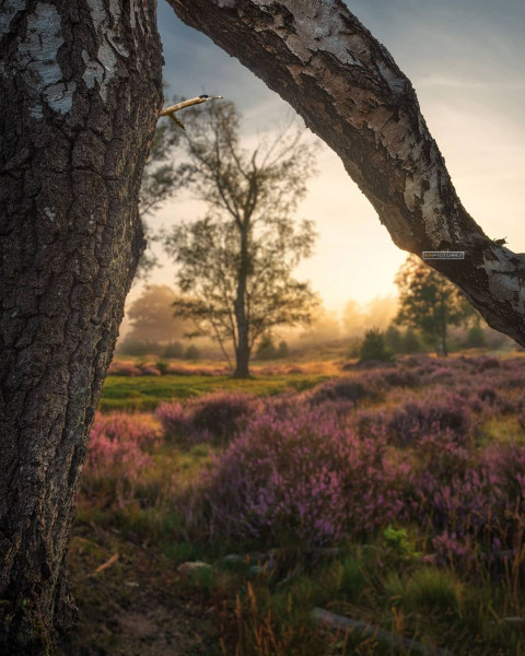 Picsart Tree Background Viral Photo Editing For Photoshop