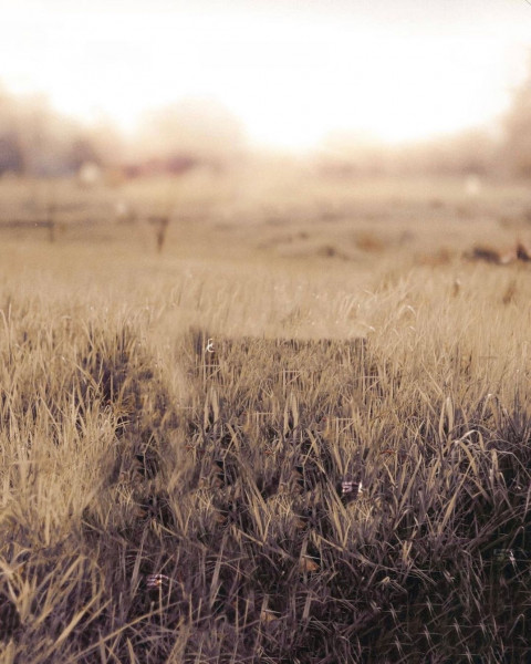 Snapseed HD Photo Background Editing