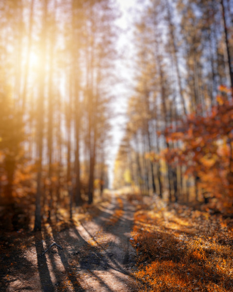 Sunlight Tree Naturest Forest CB Bakground Download For Photoshop Free