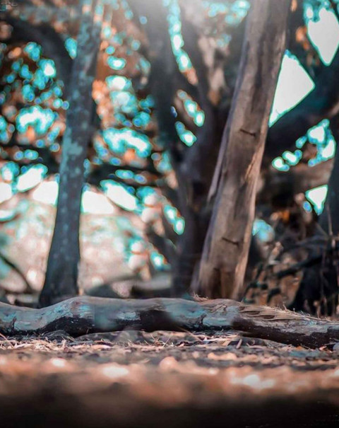 Tree Snapseed Photo Editing Background Download