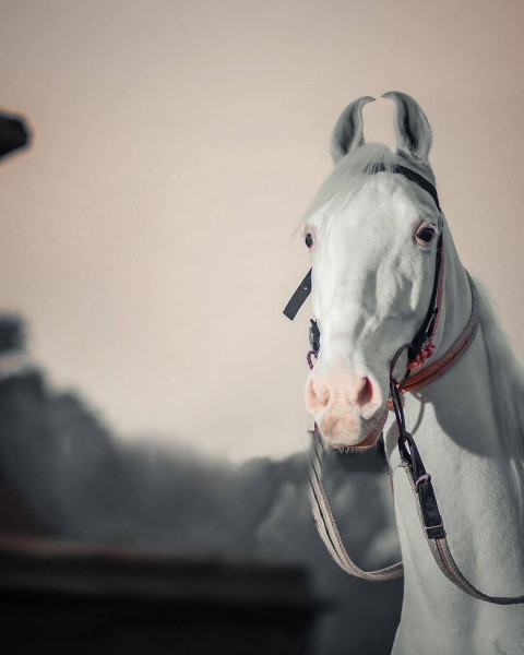 White Horse Picsart Editing Background hd