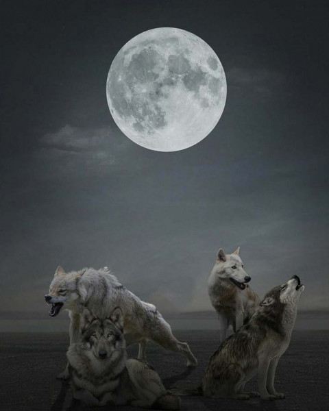 Wolf Snapseed Background HD For Picsart