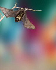 Bat PicsArt CB Editing Background HD Download