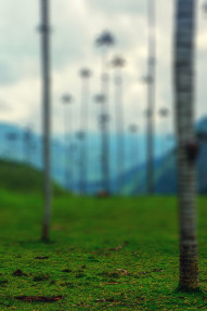 Blur Autumn Tree CB Picsart Background High Resolution Download Free