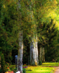 Blur Nature Photo Editing Background Download HD