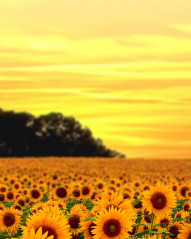 Blur Nature Photo Editing Background For Photoshop New