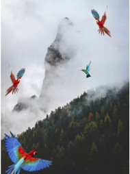Colourful Birds Picsart Editing Background