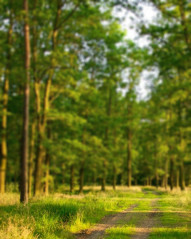 Forest Nature Background For CB Photoshop Editing Full HD