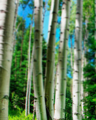Forest Nature Background For CB Photoshop Editing Pics