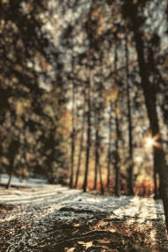 Forest Phone CB Wallpaper For Photoshop Pisart Editing Pic