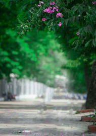 Forest Snapseed Background New Full HD