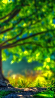 Green Forest CB Picsart Background HD For Photoshop Editing Pic