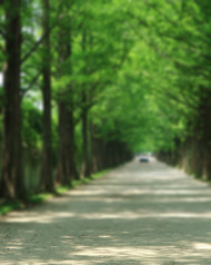 Green Garden CB Picsart Photo editing Background
