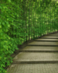 Green Garden CB Picsart Photo editing Background Pics