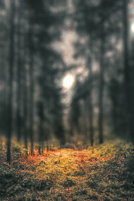 Highway Road Green Forest CB Picsart Background HD Free