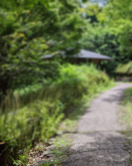 Nature Blur Garden Picsart Editing Background Pics