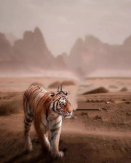 Tiger Viral Instagram Editing Background Full HD for picsart